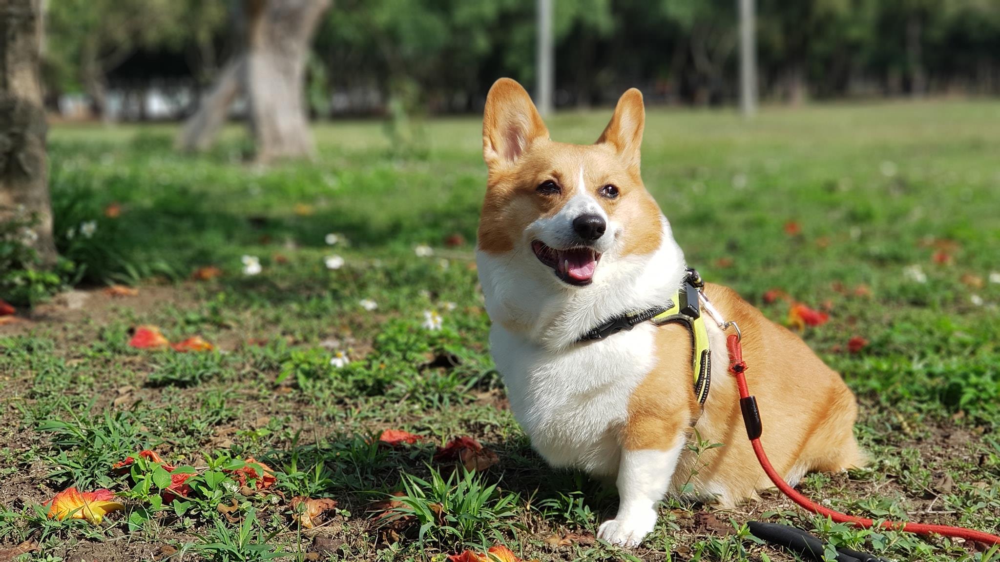 智力超高!超人气天才柯基犬 Coffee 魅力无边,坐拥 35 万粉丝关注 内容图2 女神网-大潮社TV实时追踪属于女人新资讯的综合网站! 81148799_1083603655143265_1950477934833696768_o
