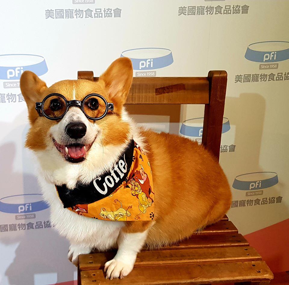 智力超高!超人气天才柯基犬 Coffee 魅力无边,坐拥 35 万粉丝关注 内容图3 女神网-大潮社TV实时追踪属于女人新资讯的综合网站! 41751603_777719452398355_8661608138652254208_o