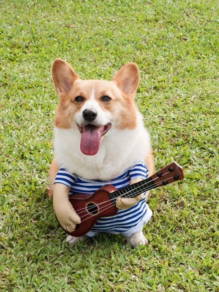 智力超高!超人气天才柯基犬 Coffee 魅力无边,坐拥 35 万粉丝关注 内容图4 女神网-大潮社TV实时追踪属于女人新资讯的综合网站! 49751062_835041946666105_4400010689842774016_o