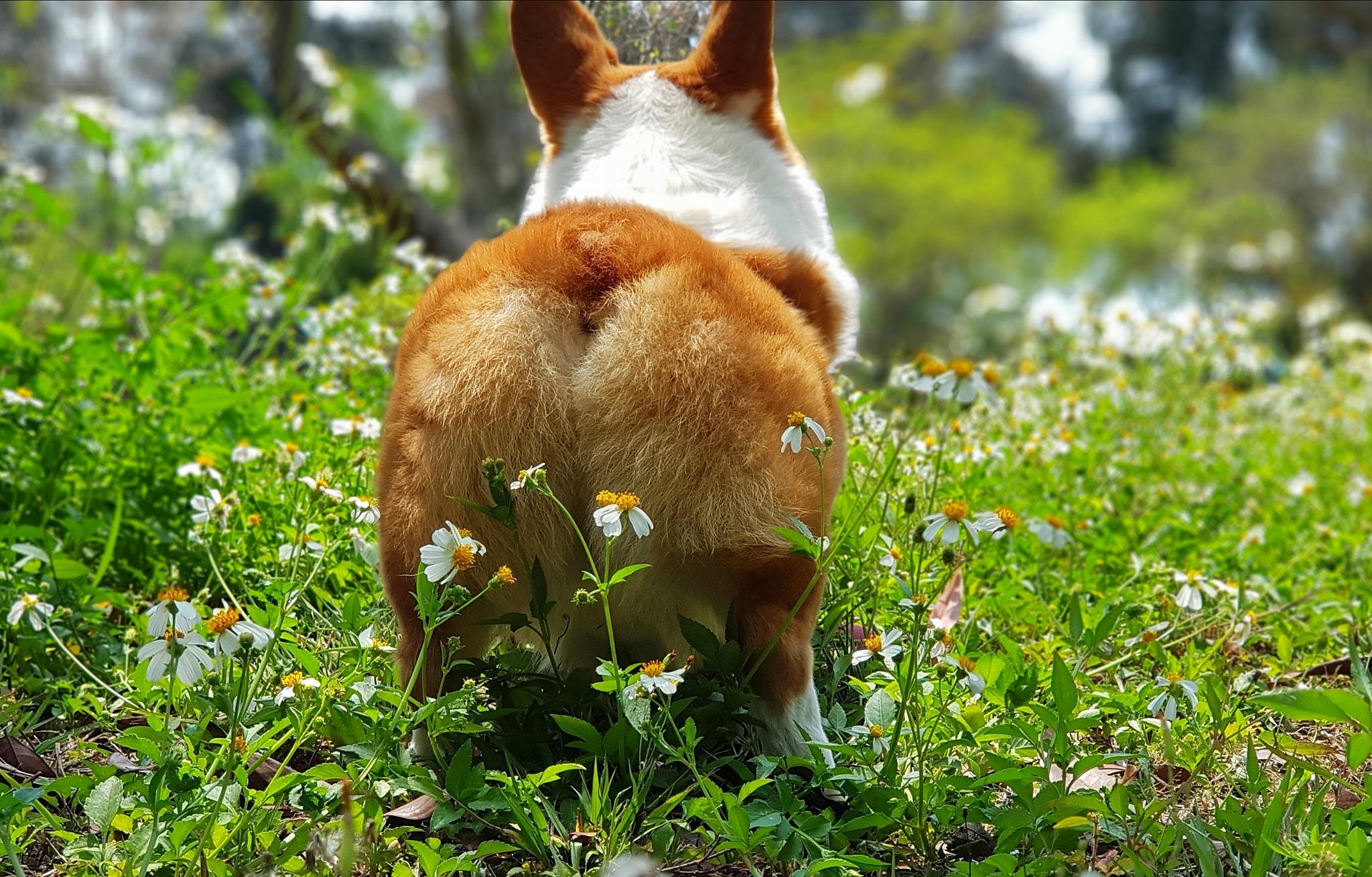 智力超高!超人气天才柯基犬 Coffee 魅力无边,坐拥 35 万粉丝关注 内容图5 女神网-大潮社TV实时追踪属于女人新资讯的综合网站! 24785014_667134616790173_905928145520209266_o