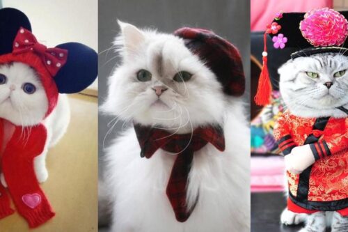 专属猫主子的拜年装！5 种造型满足奴才们的私心，风光过好年