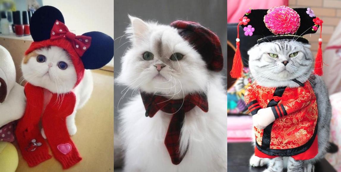 专属猫主子的拜年装!5 种造型满足奴才们的私心,风光过好年 内容图1 女神网-大潮社TV实时追踪属于女人新资讯的综合网站! 专属猫主子的拜年装!5 种造型满足奴才们的私心,风光过好年 家庭学堂 图1张