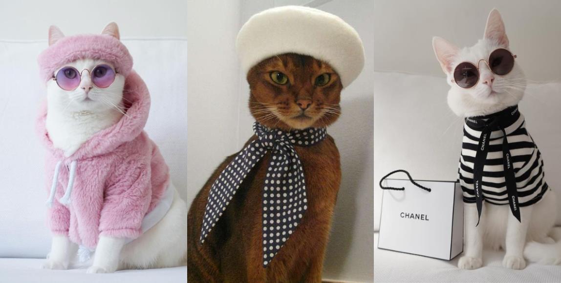 专属猫主子的拜年装!5 种造型满足奴才们的私心,风光过好年 内容图2 女神网-大潮社TV实时追踪属于女人新资讯的综合网站! 01