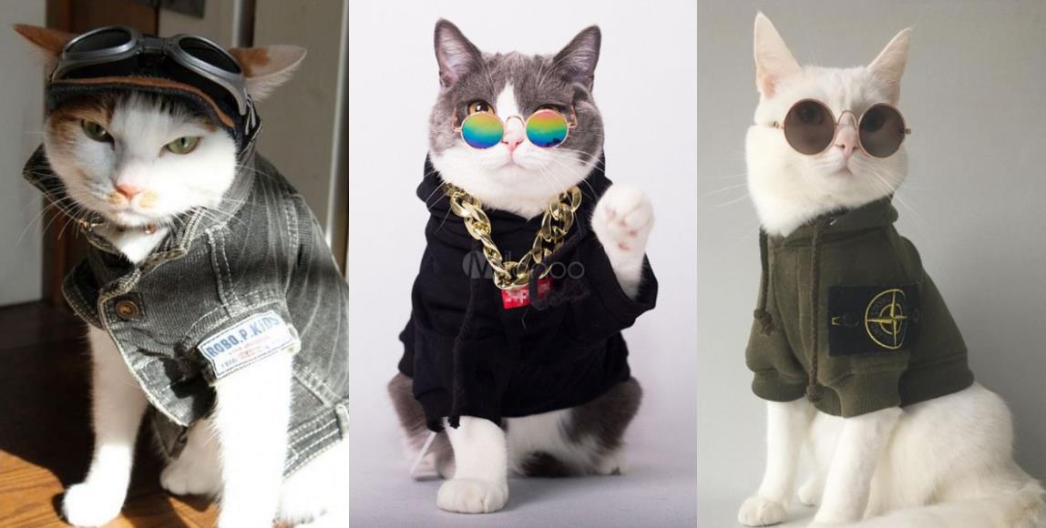 专属猫主子的拜年装!5 种造型满足奴才们的私心,风光过好年 内容图3 女神网-大潮社TV实时追踪属于女人新资讯的综合网站! 02