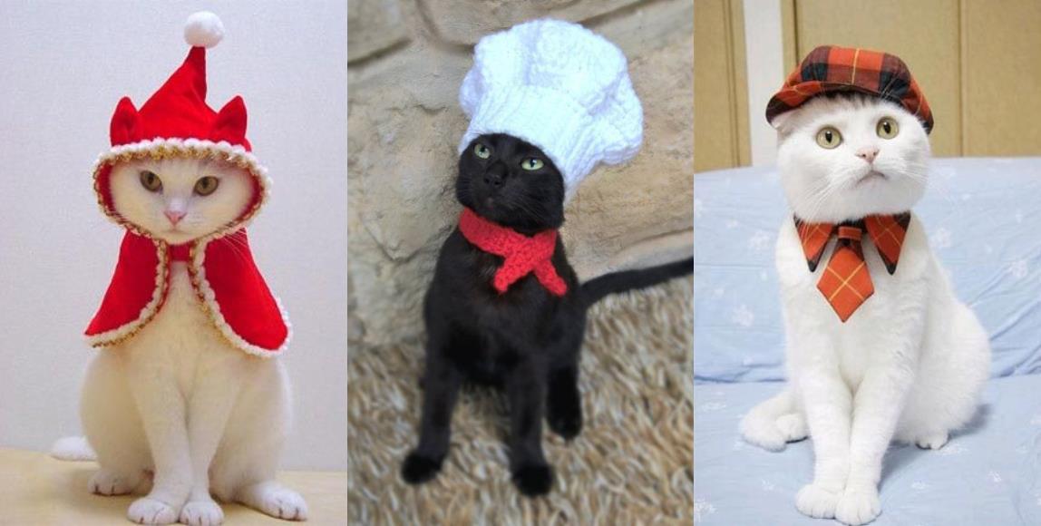 专属猫主子的拜年装!5 种造型满足奴才们的私心,风光过好年 内容图4 女神网-大潮社TV实时追踪属于女人新资讯的综合网站! 03