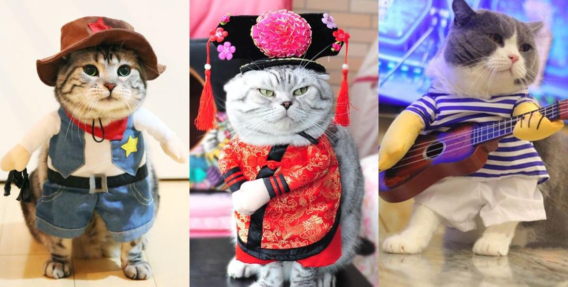 专属猫主子的拜年装!5 种造型满足奴才们的私心,风光过好年 内容图5 女神网-大潮社TV实时追踪属于女人新资讯的综合网站! 04