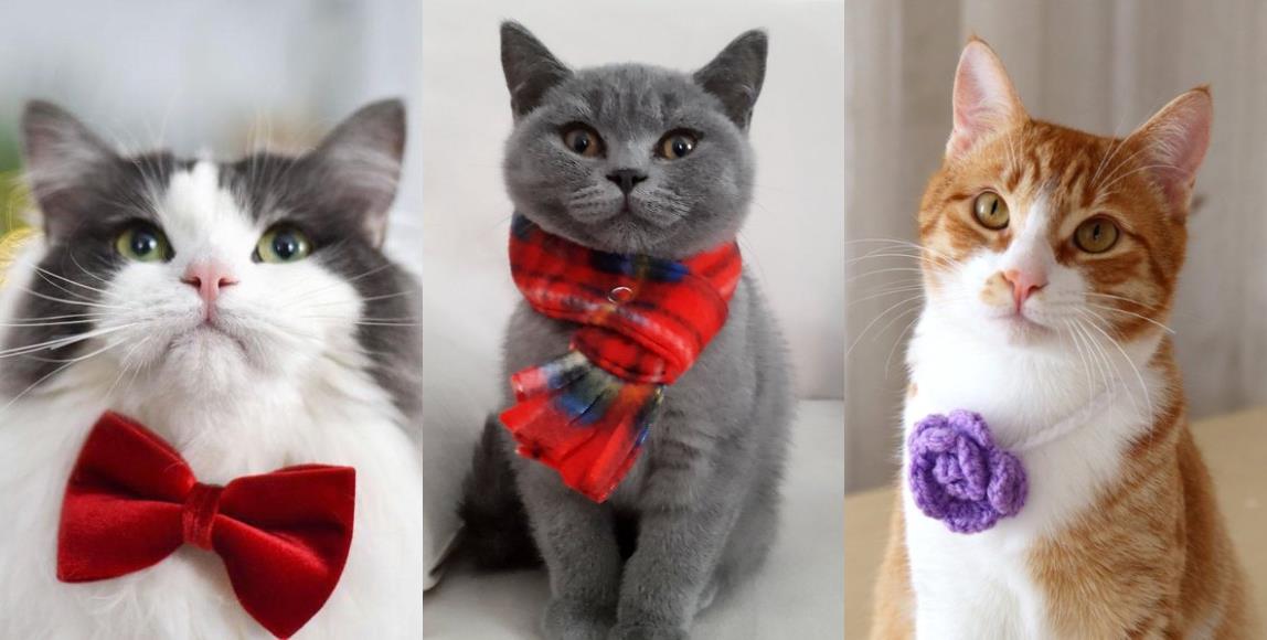 专属猫主子的拜年装!5 种造型满足奴才们的私心,风光过好年 内容图6 女神网-大潮社TV实时追踪属于女人新资讯的综合网站! 05