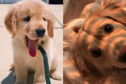 顽皮毛孩总爱乱咬，让你困扰不堪！专业兽医 3 点建议，教你改善狗狗的坏习性