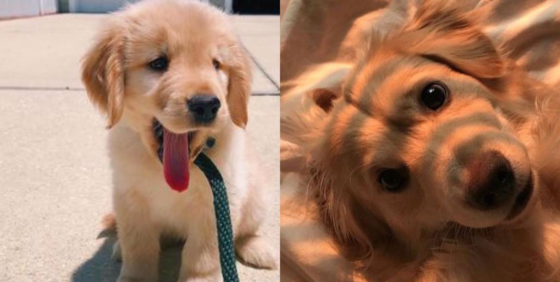 顽皮毛孩总爱乱咬,让你困扰不堪!专业兽医 3 点建议,教你改善狗狗的坏习性 内容图1 女神网-大潮社TV实时追踪属于女人新资讯的综合网站! 顽皮毛孩总爱乱咬,让你困扰不堪!专业兽医 3 点建议,教你改善狗狗的坏习性 家庭学堂 图1张