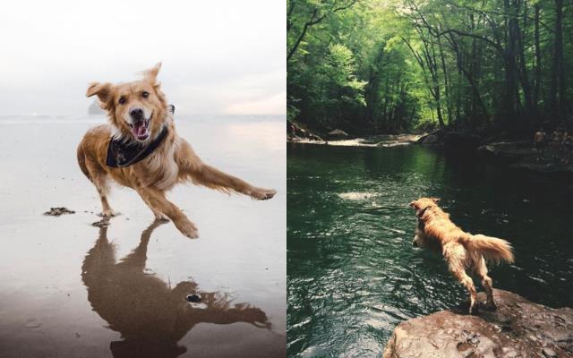 顽皮毛孩总爱乱咬,让你困扰不堪!专业兽医 3 点建议,教你改善狗狗的坏习性 内容图2 女神网-大潮社TV实时追踪属于女人新资讯的综合网站! 顽皮毛孩总爱乱咬,让你困扰不堪!专业兽医 3 点建议,教你改善狗狗的坏习性 家庭学堂 图2张