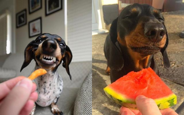 顽皮毛孩总爱乱咬,让你困扰不堪!专业兽医 3 点建议,教你改善狗狗的坏习性 内容图3 女神网-大潮社TV实时追踪属于女人新资讯的综合网站! 顽皮毛孩总爱乱咬,让你困扰不堪!专业兽医 3 点建议,教你改善狗狗的坏习性 家庭学堂 图3张