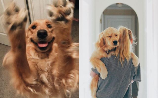 顽皮毛孩总爱乱咬,让你困扰不堪!专业兽医 3 点建议,教你改善狗狗的坏习性 内容图4 女神网-大潮社TV实时追踪属于女人新资讯的综合网站! 顽皮毛孩总爱乱咬,让你困扰不堪!专业兽医 3 点建议,教你改善狗狗的坏习性 家庭学堂 图4张