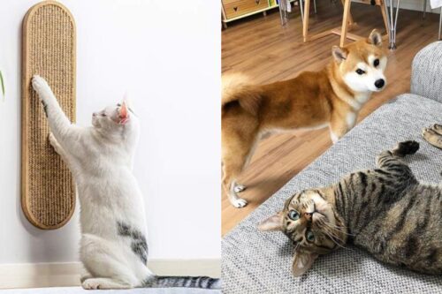 与毛孩宅一起！养宠物前要注意这 4 点，将居家环境打造为适合与毛孩共处的空间