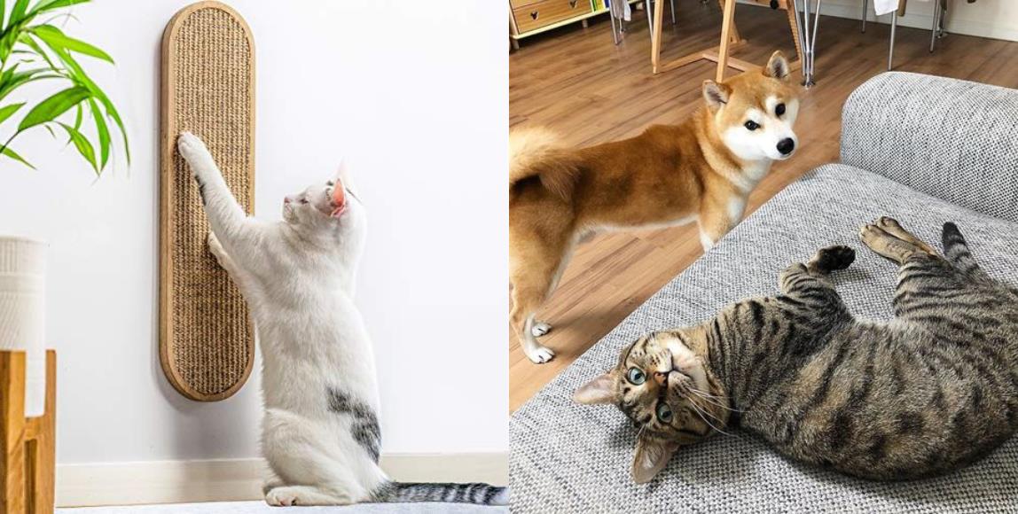 与毛孩宅一起!养宠物前要注意这 4 点,将居家环境打造为适合与毛孩共处的空间 内容图1 女神网-大潮社TV实时追踪属于女人新资讯的综合网站! 与毛孩宅一起!养宠物前要注意这 4 点,将居家环境打造为适合与毛孩共处的空间 家庭学堂 图1张