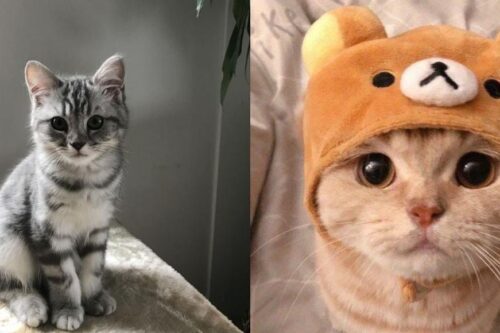 猫奴们注意！研究指出：主人个性也会影响猫咪的特质，饲主越神经质宠物越焦虑