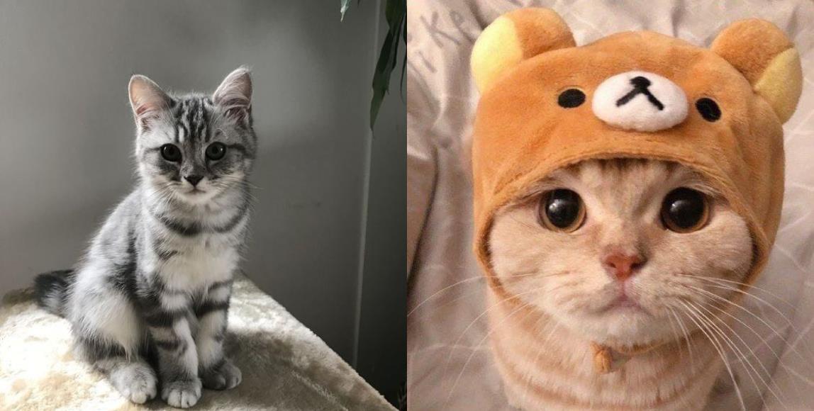 猫奴们注意!研究指出:主人个性也会影响猫咪的特质,饲主越神经质宠物越焦虑 内容图1 女神网-大潮社TV实时追踪属于女人新资讯的综合网站! 猫奴们注意!研究指出:主人个性也会影响猫咪的特质,饲主越神经质宠物越焦虑 家庭学堂 图1张