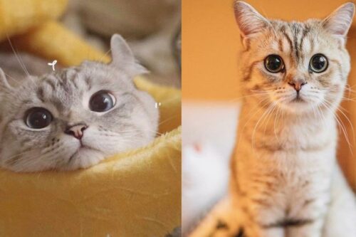 猫咪为什么都喜欢挡路？看似傲骄、故意的态度，其实是别有想法的！