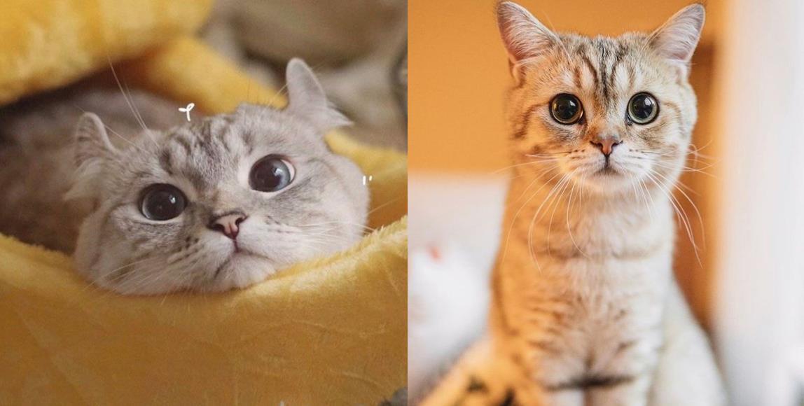 猫咪为什么都喜欢挡路?看似傲骄、故意的态度,其实是别有想法的! 内容图1 女神网-大潮社TV实时追踪属于女人新资讯的综合网站! 猫咪为什么都喜欢挡路?看似傲骄、故意的态度,其实是别有想法的! 家庭学堂 图1张