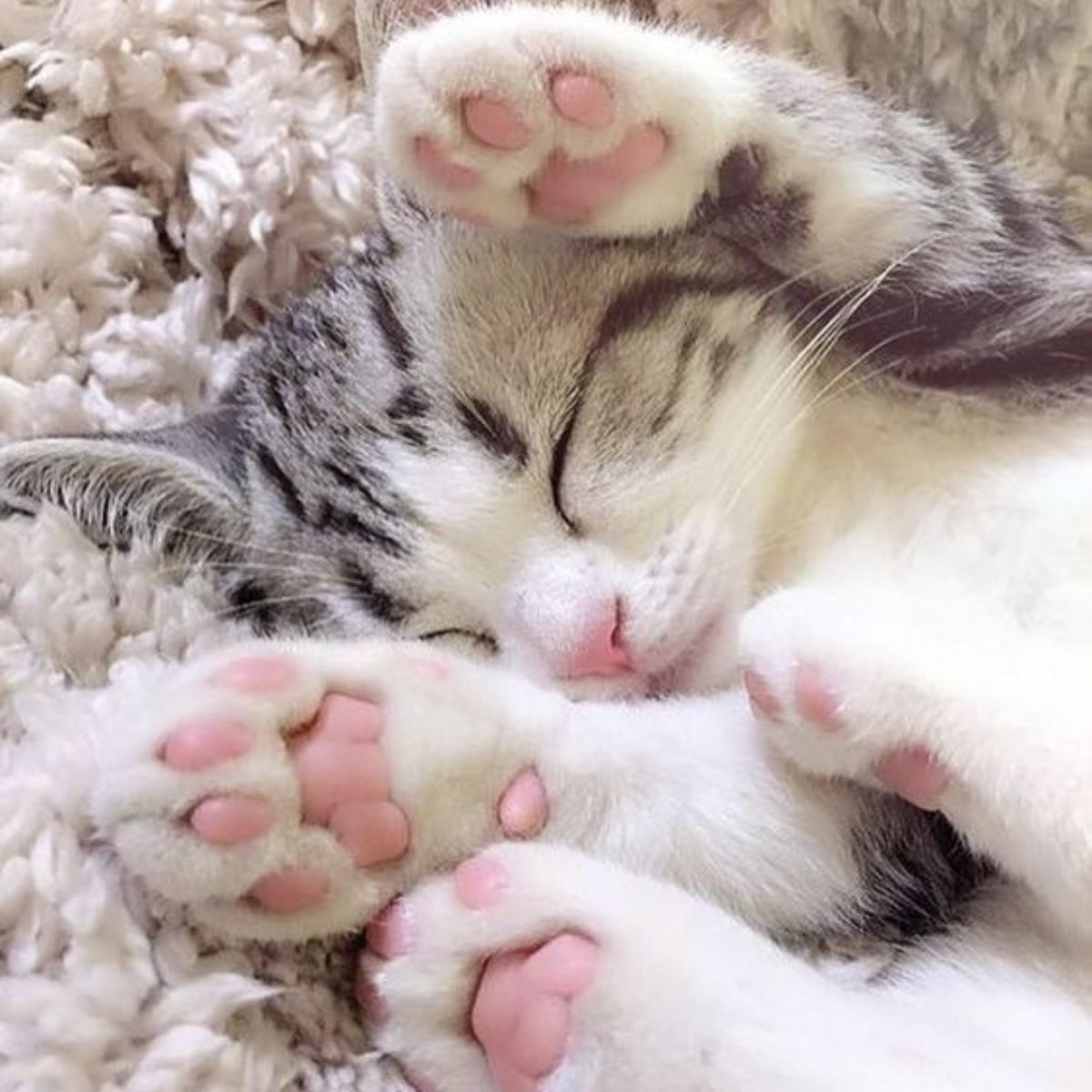 猫咪为什么都喜欢挡路?看似傲骄、故意的态度,其实是别有想法的! 内容图4 女神网-大潮社TV实时追踪属于女人新资讯的综合网站! cat0