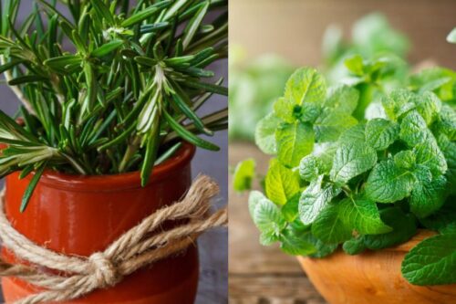 天然植物疗愈又防虫！居家驱虫植物推荐 10 选，这个夏天拒绝蚊虫叮咬！