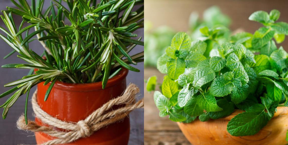 天然植物疗愈又防虫!居家驱虫植物推荐 10 选,这个夏天拒绝蚊虫叮咬! 内容图1 女神网-大潮社TV实时追踪属于女人新资讯的综合网站! 天然植物疗愈又防虫!居家驱虫植物推荐 10 选,这个夏天拒绝蚊虫叮咬! 家庭学堂 图1张