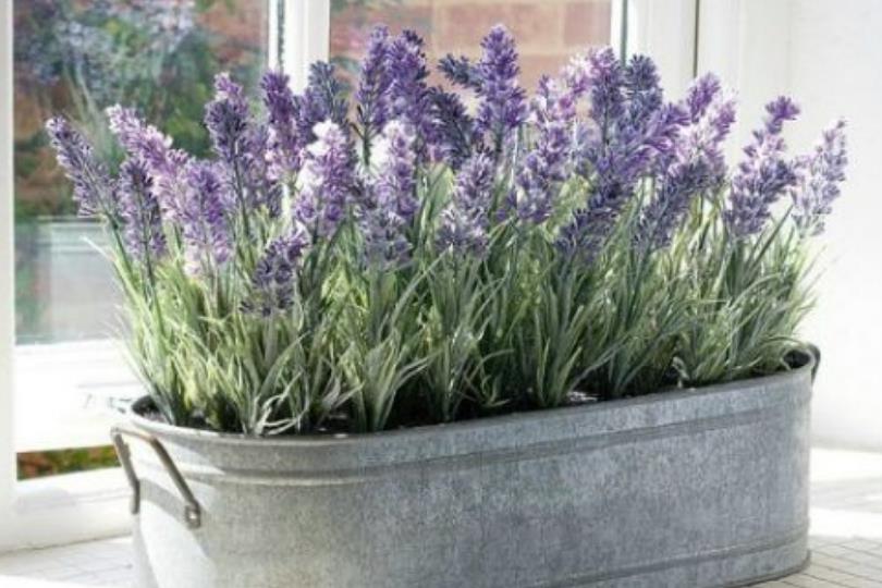 天然植物疗愈又防虫!居家驱虫植物推荐 10 选,这个夏天拒绝蚊虫叮咬! 内容图2 女神网-大潮社TV实时追踪属于女人新资讯的综合网站! 天然植物疗愈又防虫!居家驱虫植物推荐 10 选,这个夏天拒绝蚊虫叮咬! 家庭学堂 图2张