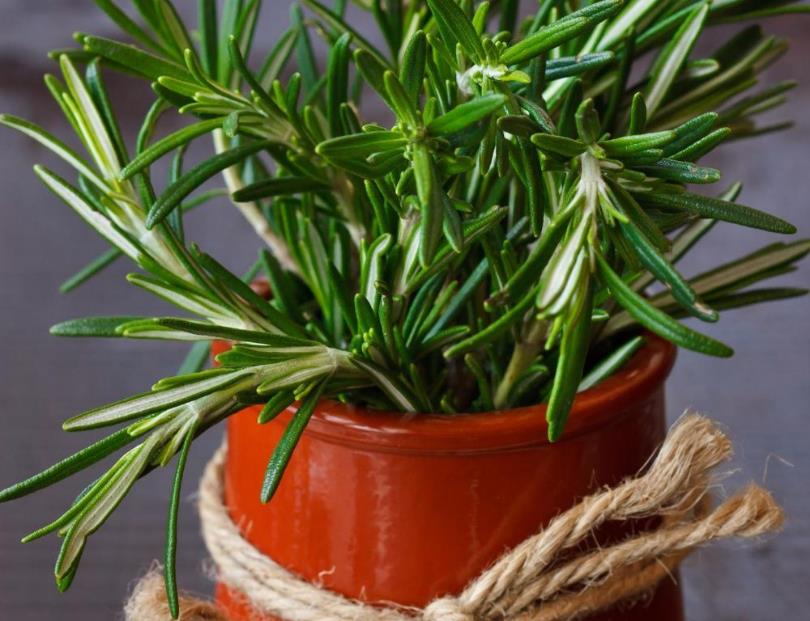 天然植物疗愈又防虫!居家驱虫植物推荐 10 选,这个夏天拒绝蚊虫叮咬! 内容图3 女神网-大潮社TV实时追踪属于女人新资讯的综合网站! 天然植物疗愈又防虫!居家驱虫植物推荐 10 选,这个夏天拒绝蚊虫叮咬! 家庭学堂 图3张