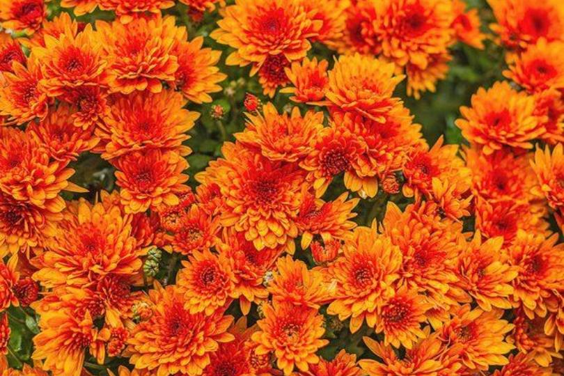 天然植物疗愈又防虫!居家驱虫植物推荐 10 选,这个夏天拒绝蚊虫叮咬! 内容图4 女神网-大潮社TV实时追踪属于女人新资讯的综合网站! 天然植物疗愈又防虫!居家驱虫植物推荐 10 选,这个夏天拒绝蚊虫叮咬! 家庭学堂 图4张