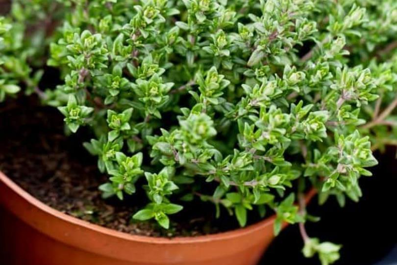 天然植物疗愈又防虫!居家驱虫植物推荐 10 选,这个夏天拒绝蚊虫叮咬! 内容图6 女神网-大潮社TV实时追踪属于女人新资讯的综合网站! 天然植物疗愈又防虫!居家驱虫植物推荐 10 选,这个夏天拒绝蚊虫叮咬! 家庭学堂 图6张