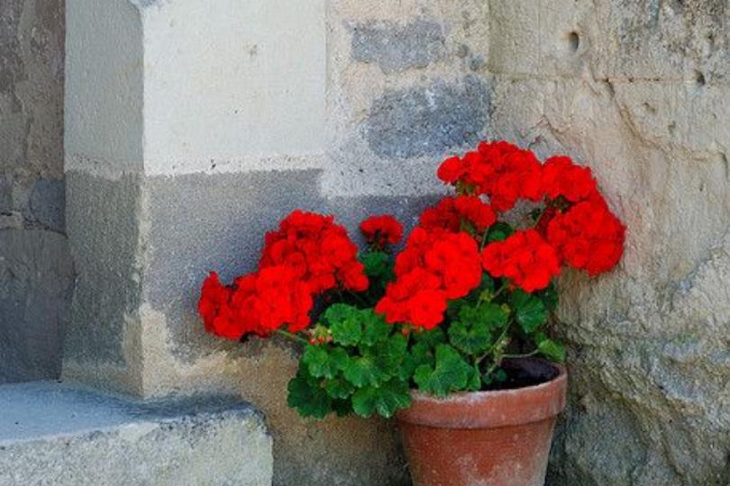 天然植物疗愈又防虫!居家驱虫植物推荐 10 选,这个夏天拒绝蚊虫叮咬! 内容图7 女神网-大潮社TV实时追踪属于女人新资讯的综合网站! 天然植物疗愈又防虫!居家驱虫植物推荐 10 选,这个夏天拒绝蚊虫叮咬! 家庭学堂 图7张