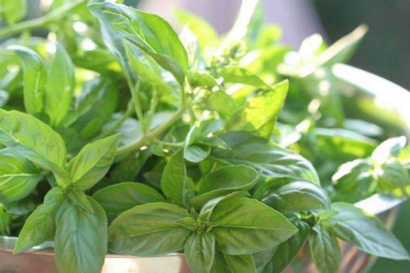 天然植物疗愈又防虫!居家驱虫植物推荐 10 选,这个夏天拒绝蚊虫叮咬! 内容图8 女神网-大潮社TV实时追踪属于女人新资讯的综合网站! 天然植物疗愈又防虫!居家驱虫植物推荐 10 选,这个夏天拒绝蚊虫叮咬! 家庭学堂 图8张