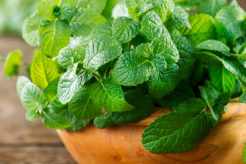 天然植物疗愈又防虫!居家驱虫植物推荐 10 选,这个夏天拒绝蚊虫叮咬! 内容图9 女神网-大潮社TV实时追踪属于女人新资讯的综合网站! 天然植物疗愈又防虫!居家驱虫植物推荐 10 选,这个夏天拒绝蚊虫叮咬! 家庭学堂 图9张