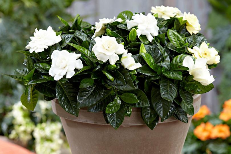 天然植物疗愈又防虫!居家驱虫植物推荐 10 选,这个夏天拒绝蚊虫叮咬! 内容图10 女神网-大潮社TV实时追踪属于女人新资讯的综合网站! 天然植物疗愈又防虫!居家驱虫植物推荐 10 选,这个夏天拒绝蚊虫叮咬! 家庭学堂 图10张