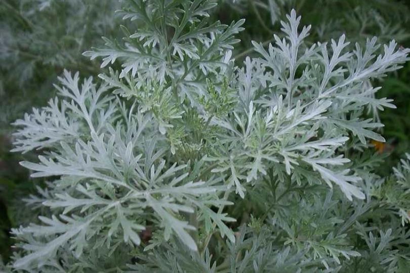 天然植物疗愈又防虫!居家驱虫植物推荐 10 选,这个夏天拒绝蚊虫叮咬! 内容图11 女神网-大潮社TV实时追踪属于女人新资讯的综合网站! 天然植物疗愈又防虫!居家驱虫植物推荐 10 选,这个夏天拒绝蚊虫叮咬! 家庭学堂 图11张