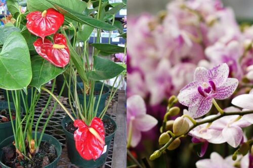 花开富贵过好年：10 个带好运植栽推荐！金钱树、发财树、富贵籽…吉祥财运滚滚来