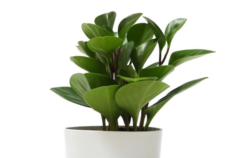 花开富贵过好年:10 个带好运植栽推荐!金钱树、发财树、富贵籽…吉祥财运滚滚来 内容图3 女神网-大潮社TV实时追踪属于女人新资讯的综合网站! 花开富贵过好年:10 个带好运植栽推荐!金钱树、发财树、富贵籽…吉祥财运滚滚来 家庭学堂 图3张