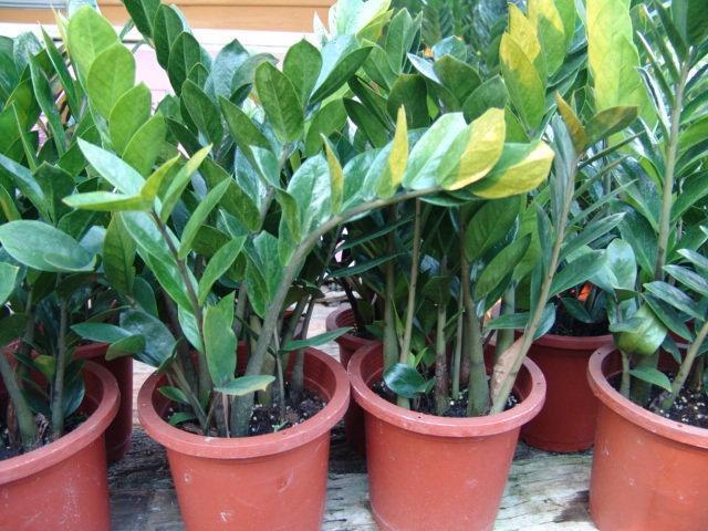 花开富贵过好年:10 个带好运植栽推荐!金钱树、发财树、富贵籽…吉祥财运滚滚来 内容图4 女神网-大潮社TV实时追踪属于女人新资讯的综合网站! 花开富贵过好年:10 个带好运植栽推荐!金钱树、发财树、富贵籽…吉祥财运滚滚来 家庭学堂 图4张