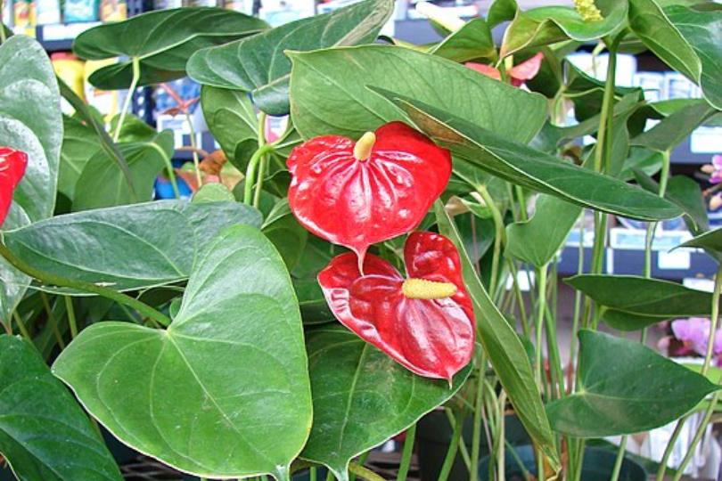 花开富贵过好年:10 个带好运植栽推荐!金钱树、发财树、富贵籽…吉祥财运滚滚来 内容图7 女神网-大潮社TV实时追踪属于女人新资讯的综合网站! 花开富贵过好年:10 个带好运植栽推荐!金钱树、发财树、富贵籽…吉祥财运滚滚来 家庭学堂 图7张