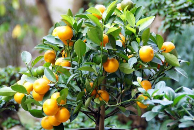 花开富贵过好年:10 个带好运植栽推荐!金钱树、发财树、富贵籽…吉祥财运滚滚来 内容图9 女神网-大潮社TV实时追踪属于女人新资讯的综合网站! 花开富贵过好年:10 个带好运植栽推荐!金钱树、发财树、富贵籽…吉祥财运滚滚来 家庭学堂 图9张