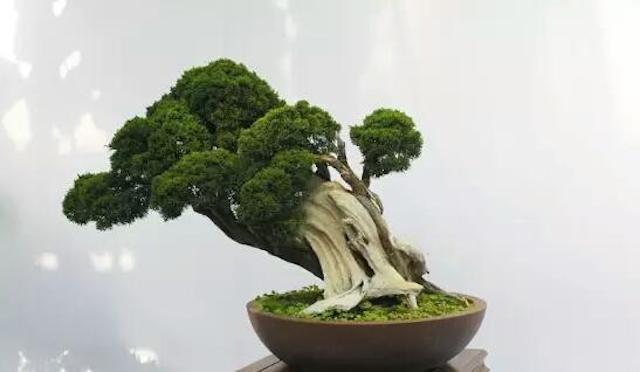 花开富贵过好年:10 个带好运植栽推荐!金钱树、发财树、富贵籽…吉祥财运滚滚来 内容图10 女神网-大潮社TV实时追踪属于女人新资讯的综合网站! 花开富贵过好年:10 个带好运植栽推荐!金钱树、发财树、富贵籽…吉祥财运滚滚来 家庭学堂 图10张