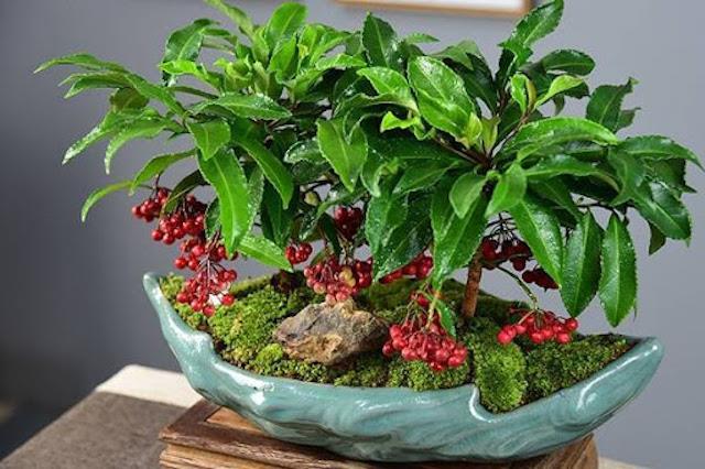 花开富贵过好年:10 个带好运植栽推荐!金钱树、发财树、富贵籽…吉祥财运滚滚来 内容图11 女神网-大潮社TV实时追踪属于女人新资讯的综合网站! 花开富贵过好年:10 个带好运植栽推荐!金钱树、发财树、富贵籽…吉祥财运滚滚来 家庭学堂 图11张