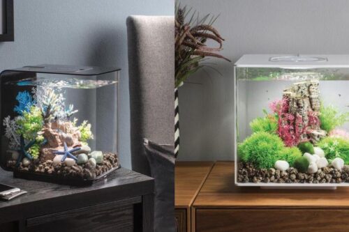 鱼儿鱼儿水中游！4 个办公桌小鱼缸必备的要素，为办公室点缀恣意与疗愈