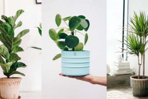 特搜 5 大种类室内植物推荐清单：任选一盆植栽，疗你每个疲惫的时刻！