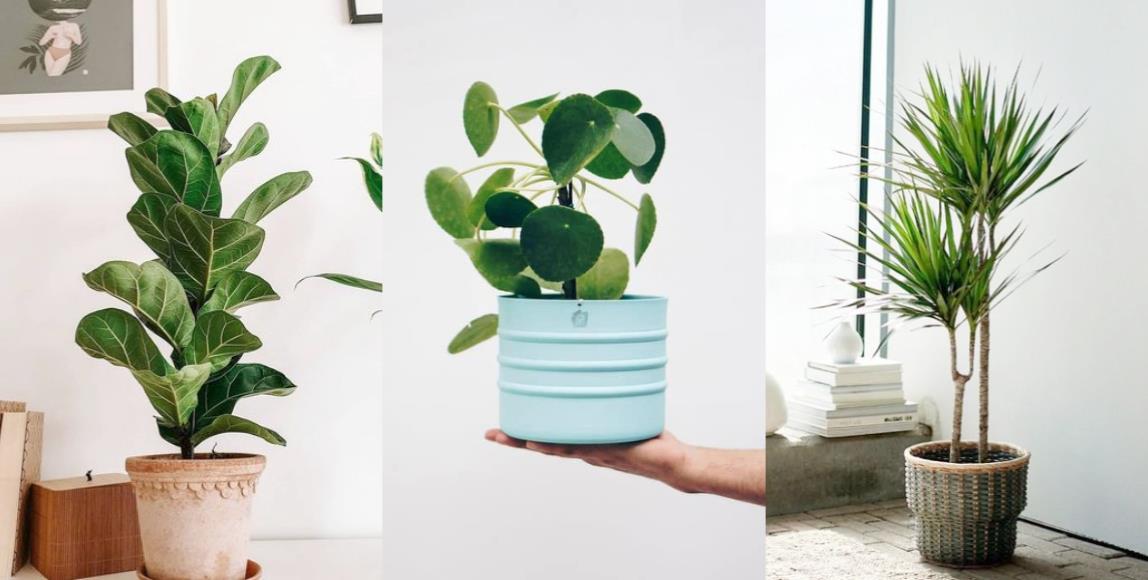 特搜 5 大种类室内植物推荐清单:任选一盆植栽,疗你每个疲惫的时刻! 内容图1 女神网-大潮社TV实时追踪属于女人新资讯的综合网站! 特搜 5 大种类室内植物推荐清单:任选一盆植栽,疗你每个疲惫的时刻! 家庭学堂 图1张