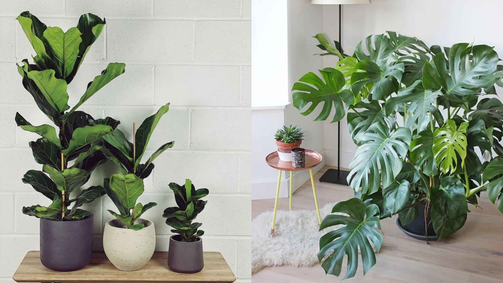 特搜 5 大种类室内植物推荐清单:任选一盆植栽,疗你每个疲惫的时刻! 内容图2 女神网-大潮社TV实时追踪属于女人新资讯的综合网站! 特搜 5 大种类室内植物推荐清单:任选一盆植栽,疗你每个疲惫的时刻! 家庭学堂 图2张