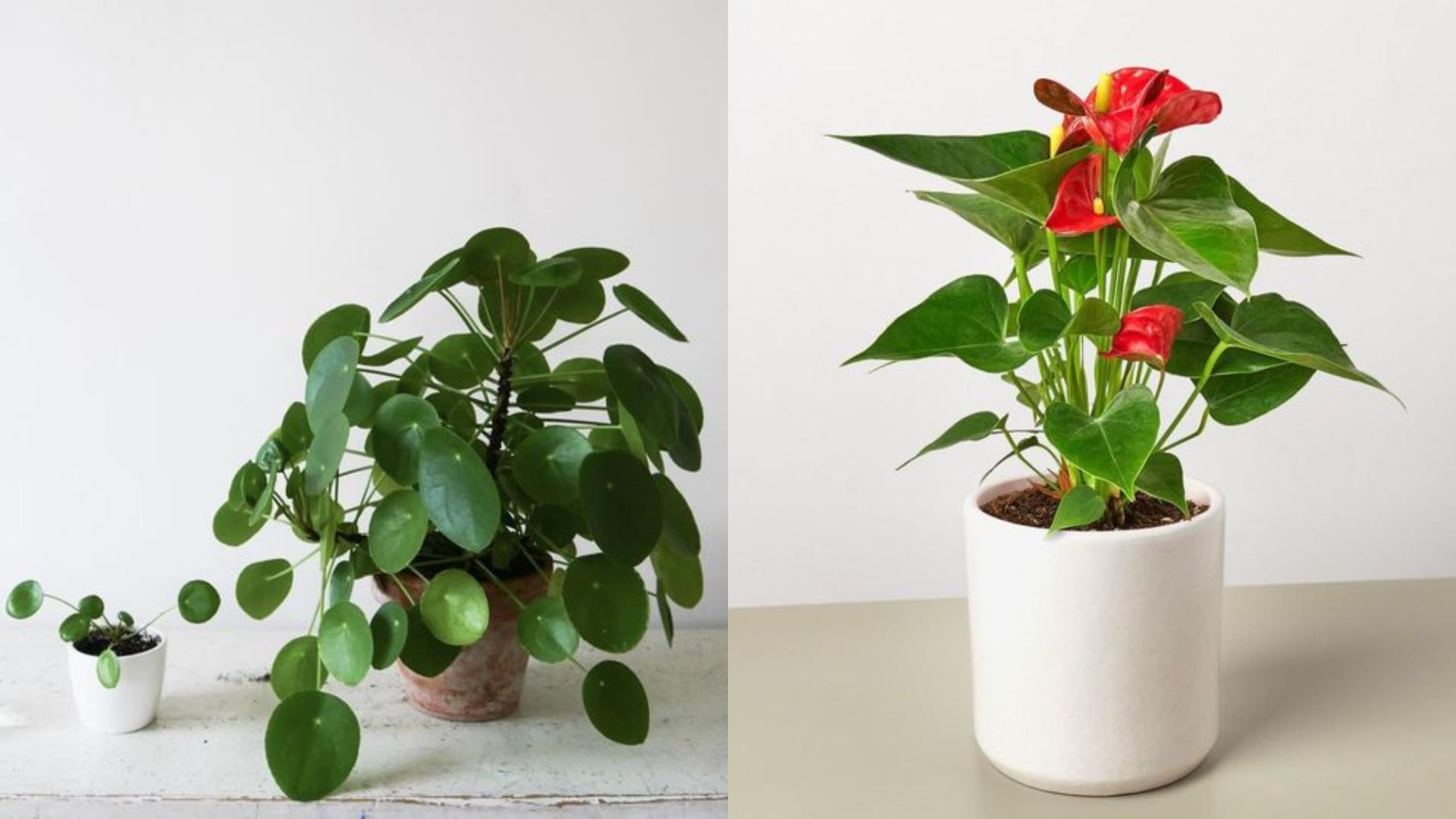 特搜 5 大种类室内植物推荐清单:任选一盆植栽,疗你每个疲惫的时刻! 内容图3 女神网-大潮社TV实时追踪属于女人新资讯的综合网站! 特搜 5 大种类室内植物推荐清单:任选一盆植栽,疗你每个疲惫的时刻! 家庭学堂 图3张