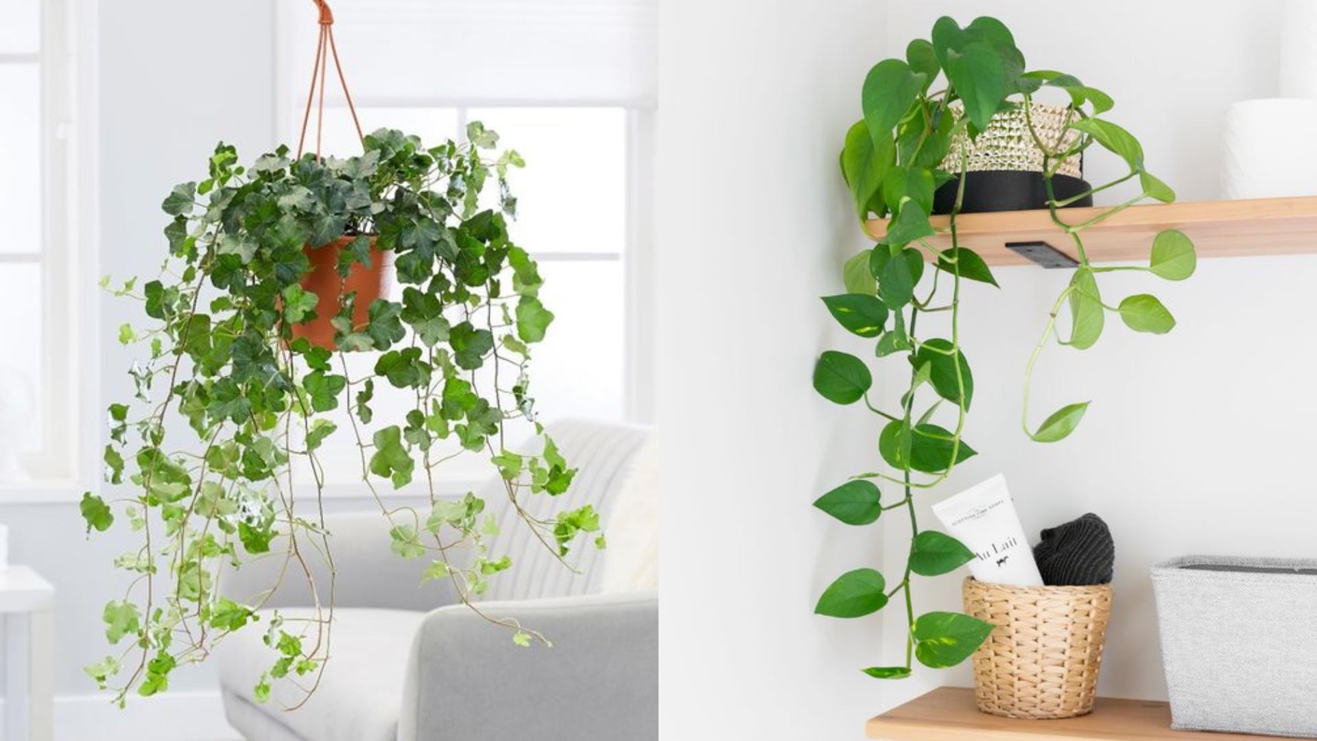 特搜 5 大种类室内植物推荐清单:任选一盆植栽,疗你每个疲惫的时刻! 内容图4 女神网-大潮社TV实时追踪属于女人新资讯的综合网站! 特搜 5 大种类室内植物推荐清单:任选一盆植栽,疗你每个疲惫的时刻! 家庭学堂 图4张