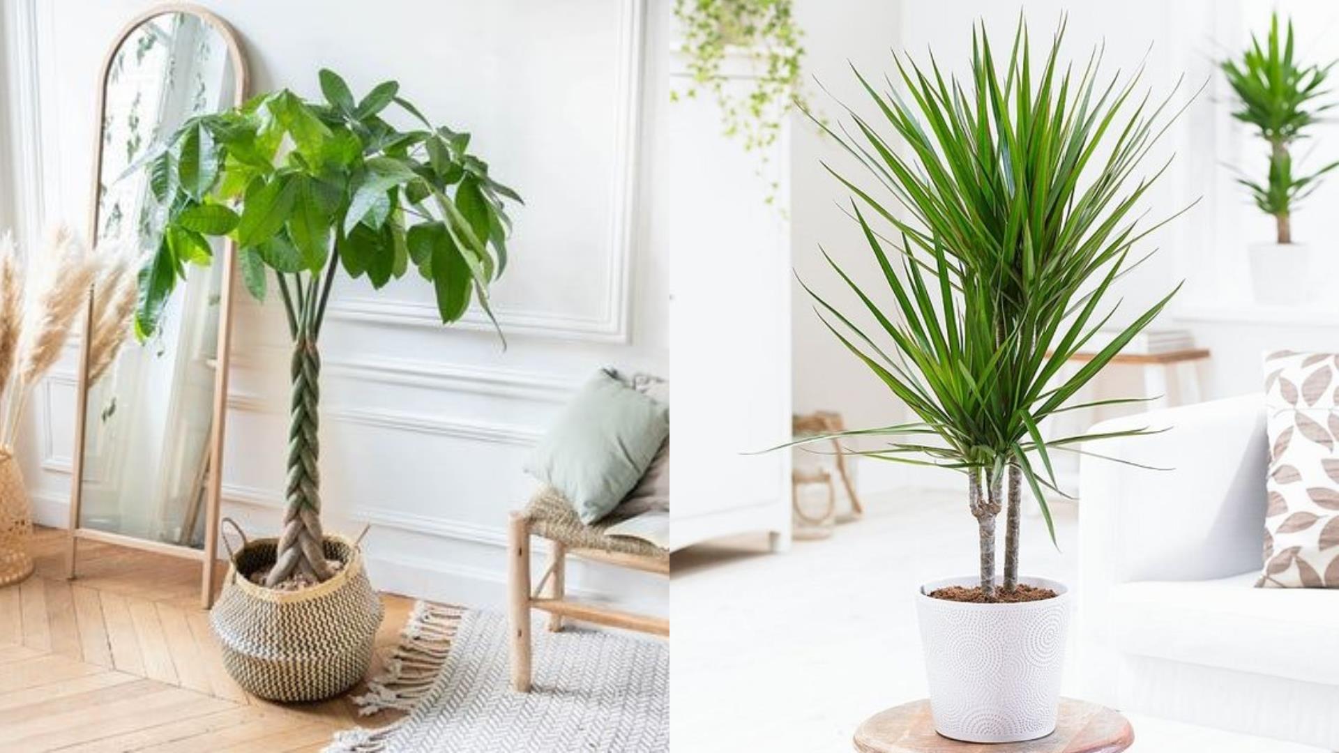 特搜 5 大种类室内植物推荐清单:任选一盆植栽,疗你每个疲惫的时刻! 内容图5 女神网-大潮社TV实时追踪属于女人新资讯的综合网站! 特搜 5 大种类室内植物推荐清单:任选一盆植栽,疗你每个疲惫的时刻! 家庭学堂 图5张