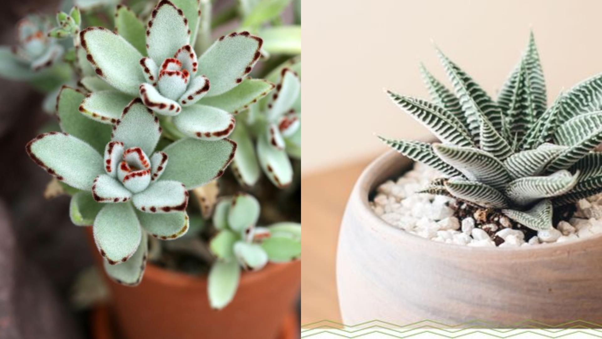 特搜 5 大种类室内植物推荐清单:任选一盆植栽,疗你每个疲惫的时刻! 内容图6 女神网-大潮社TV实时追踪属于女人新资讯的综合网站! 特搜 5 大种类室内植物推荐清单:任选一盆植栽,疗你每个疲惫的时刻! 家庭学堂 图6张