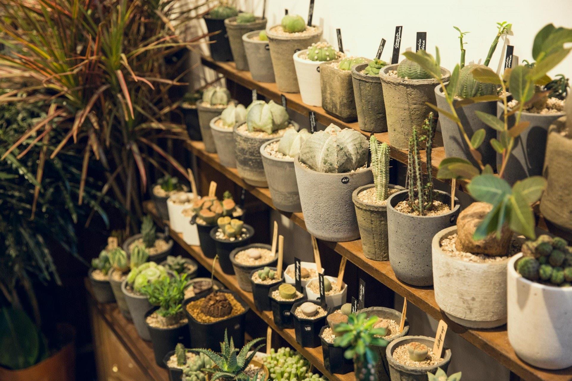 古着 X 多肉植物:香港选品店异业结合,打造从没见过的热门组合 内容图6 女神网-大潮社TV实时追踪属于女人新资讯的综合网站! 古着 X 多肉植物:香港选品店异业结合,打造从没见过的热门组合 专访故事 图6张